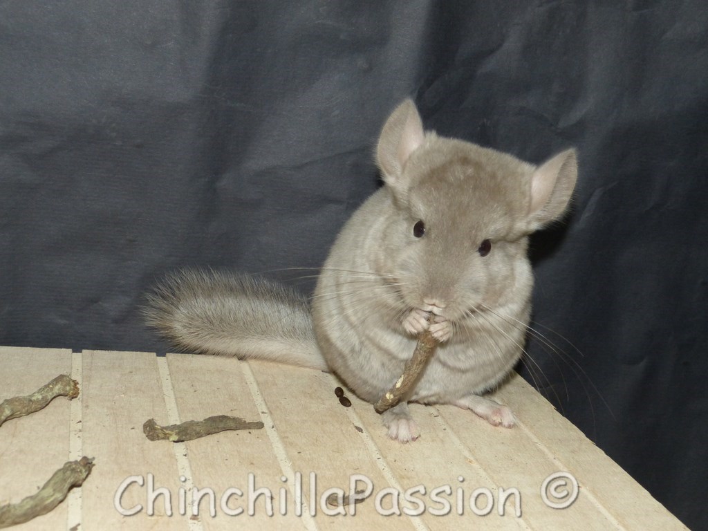 Chinchilla Beige Tower