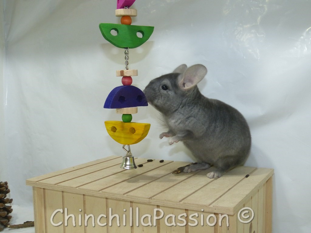 Chinchilla Saphir Ebony