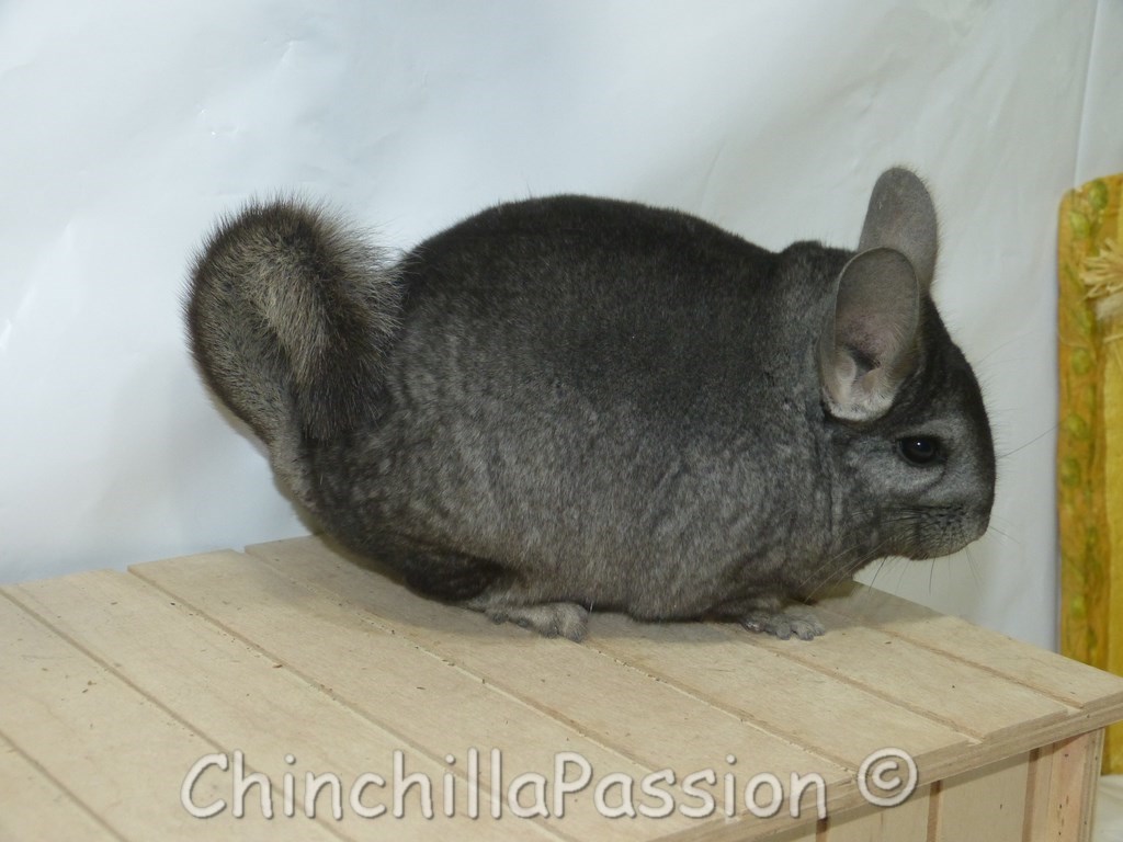 Chinchilla Médium dark