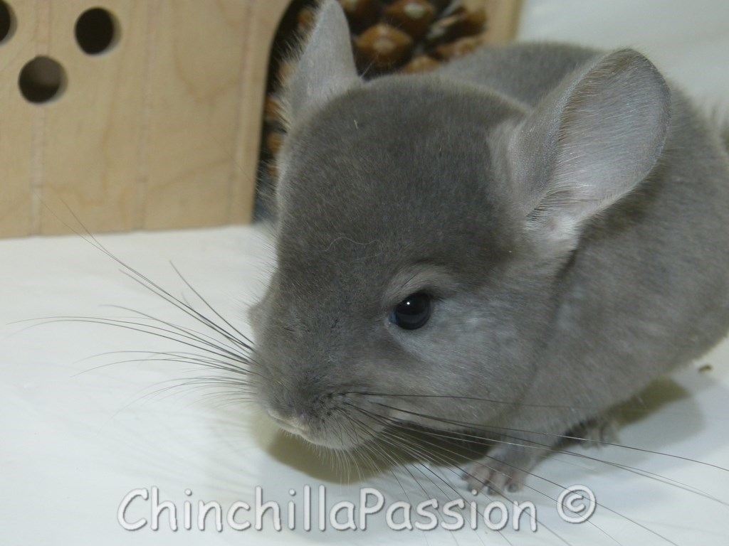 Chinchillas Ebony-Violet