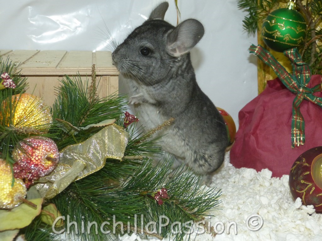 Chinchilla standard