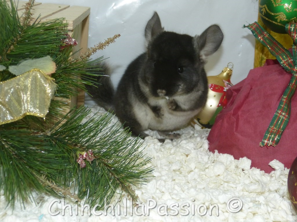 Chinchilla Black Velvet