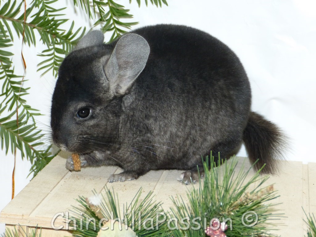 chinchilla ebony dark