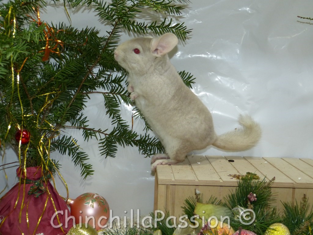 Chinchilla Blond