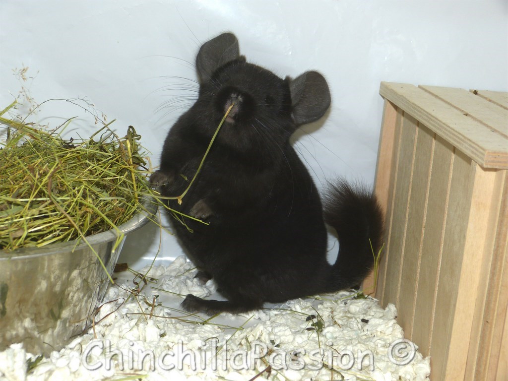 Chinchilla ebony extra dark