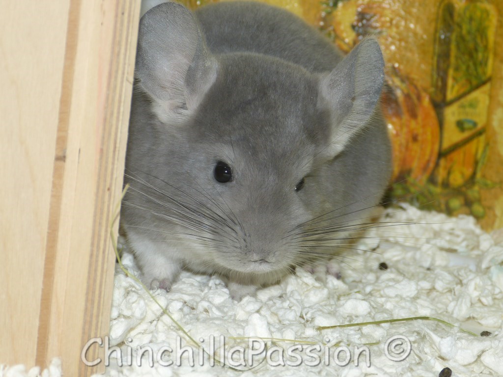 Chinchillas Violet