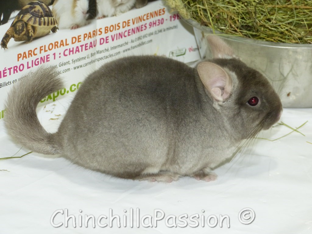 Chinchilla Beige Velvet