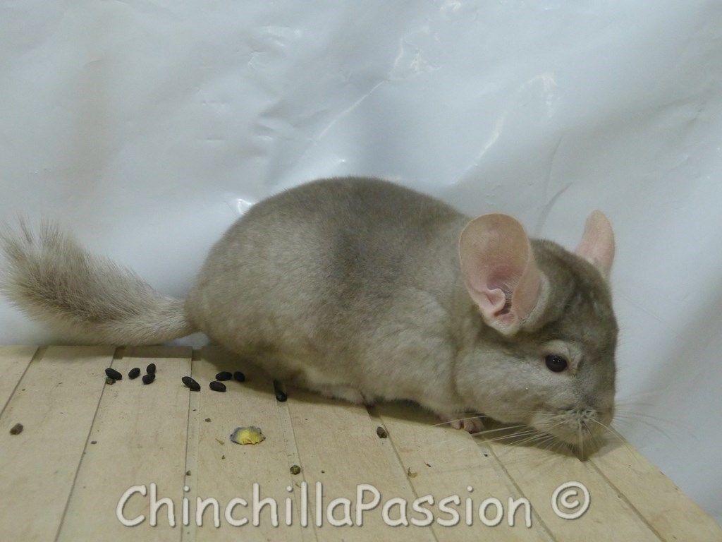 Chinchilla Beige Tower