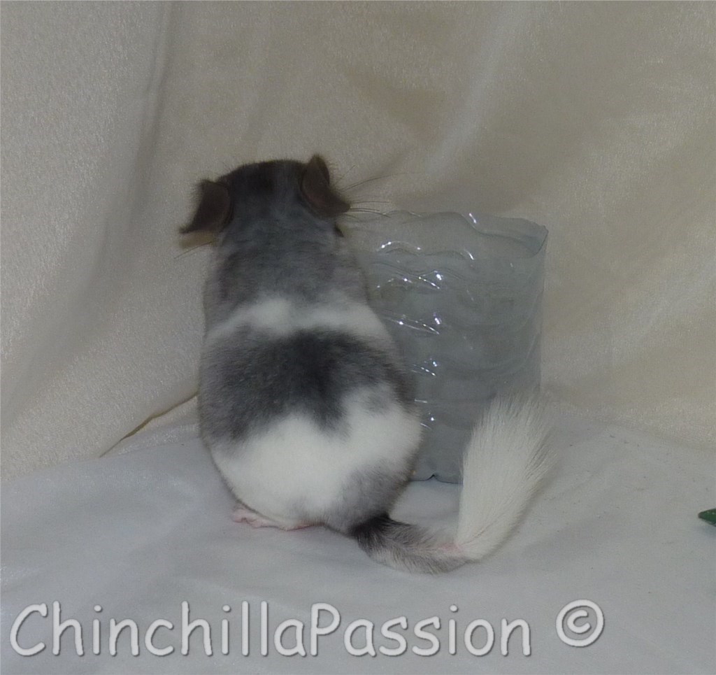 Chinchillas Wilson Ebony Dit "Panda"