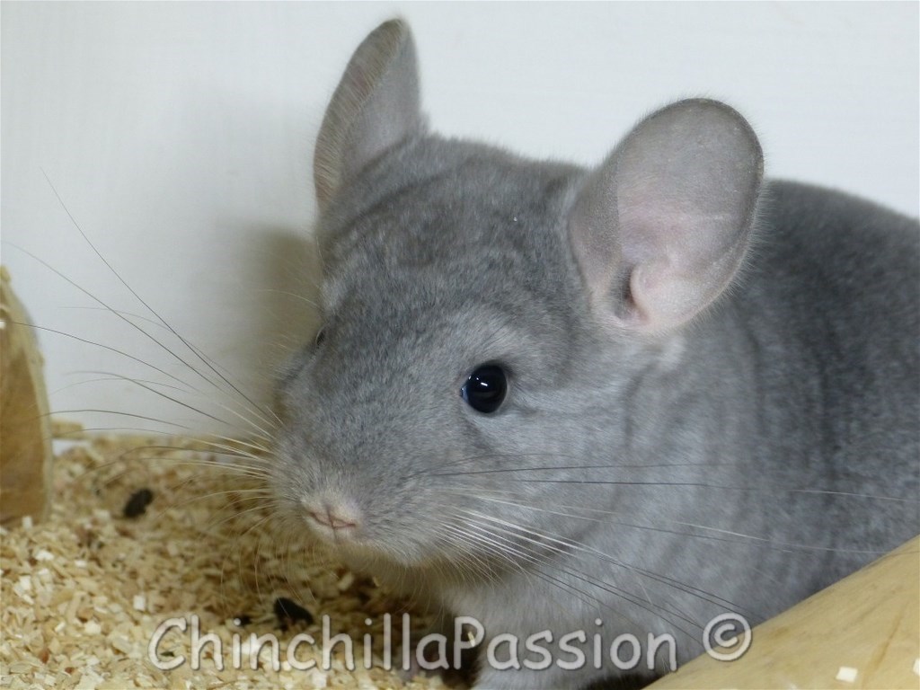 Chinchilla Saphir