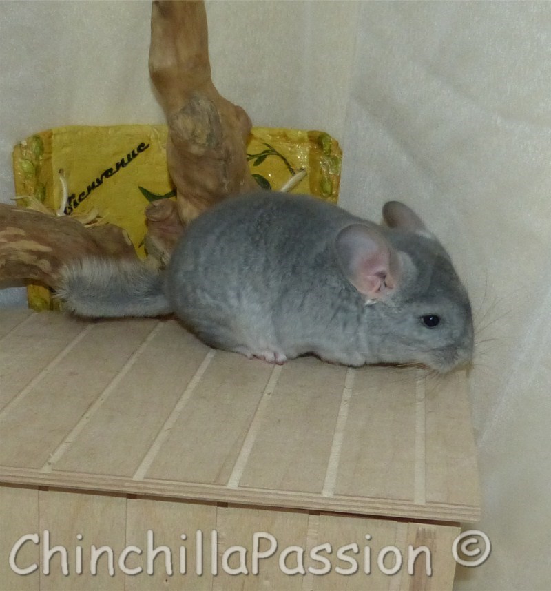 Chinchilla Saphir