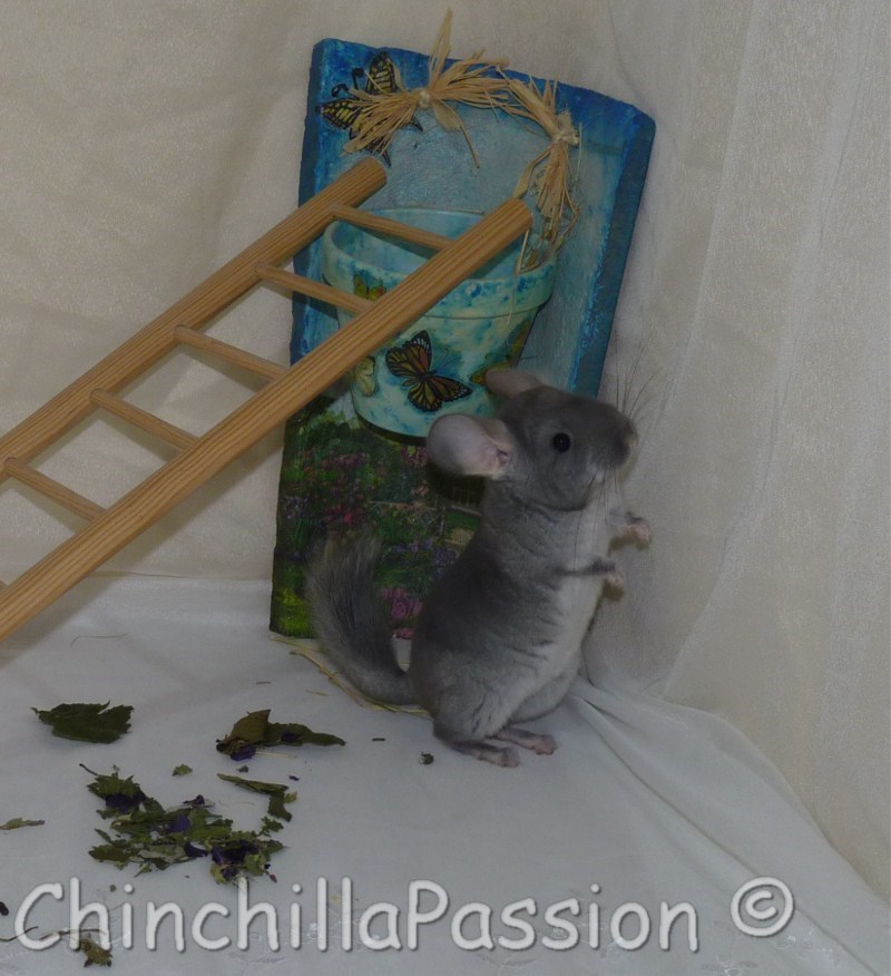 Chinchilla Saphir Velvet