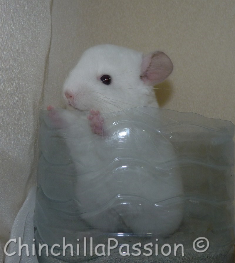 Chinchilla Starlite