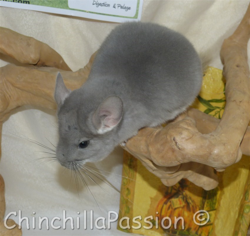 Chinchillas Violet