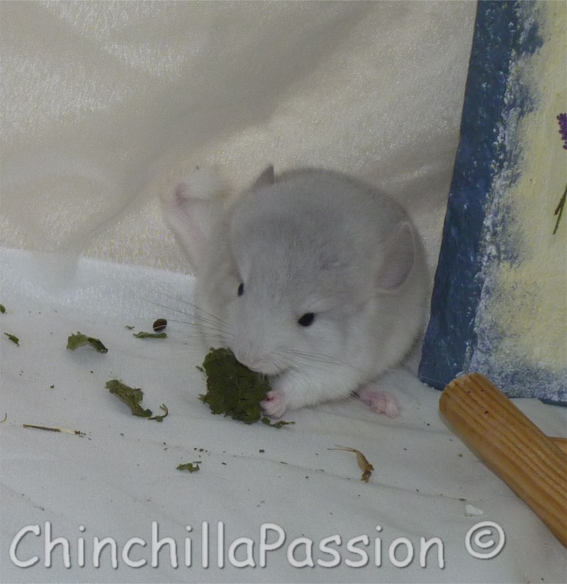 Chinchilla Wilson-Violet