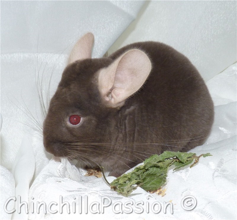 Chinchilla Chocolat Ou Extra Dark Tan