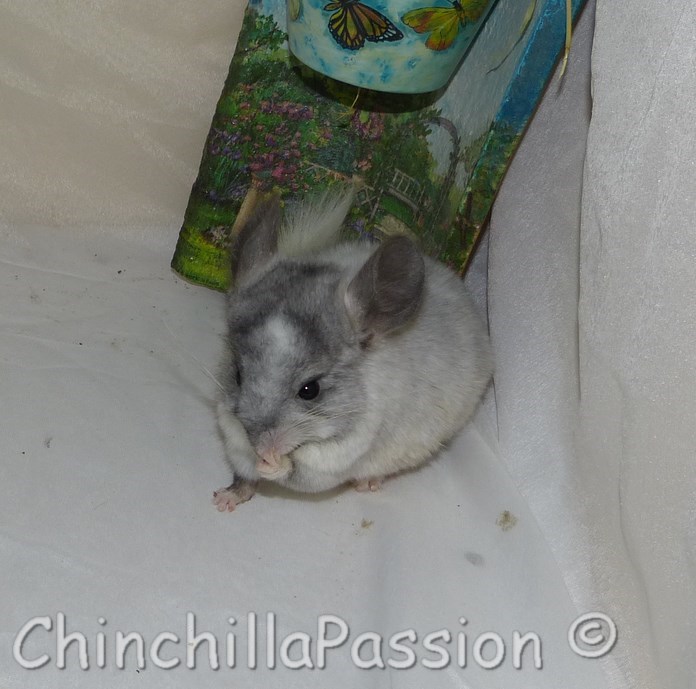 Chinchilla Wilson Ebony