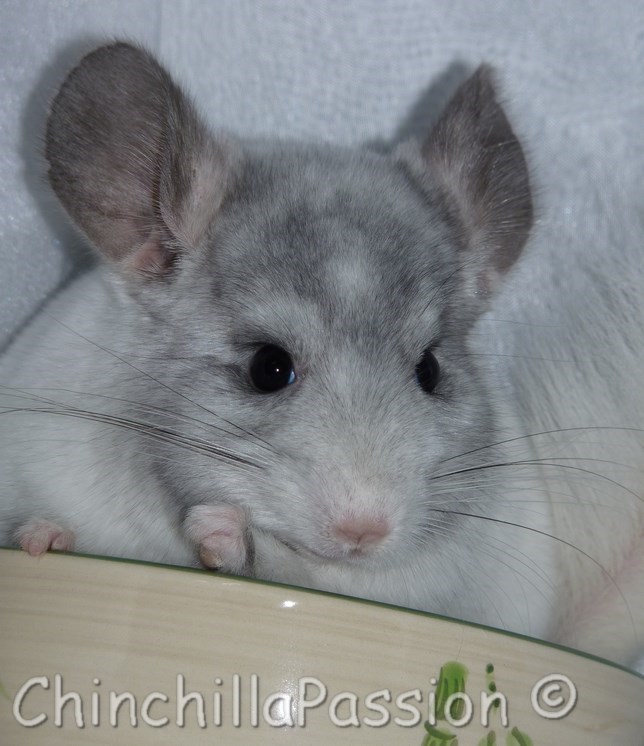 Chinchilla Wilson Ebony