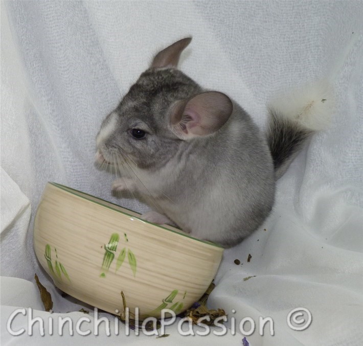 Chinchilla Wilson Ebony