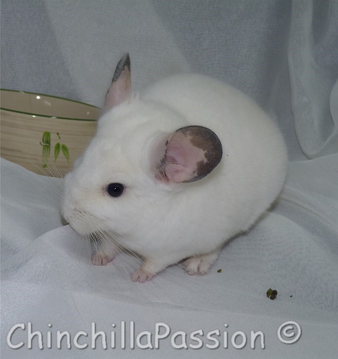 Chinchilla Blanc Wilson