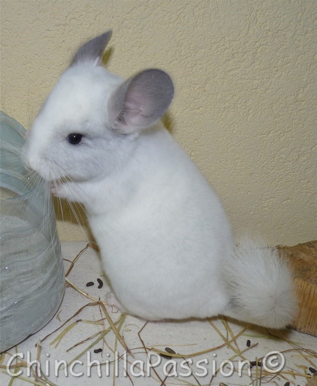 Chinchilla Blanc Wilson