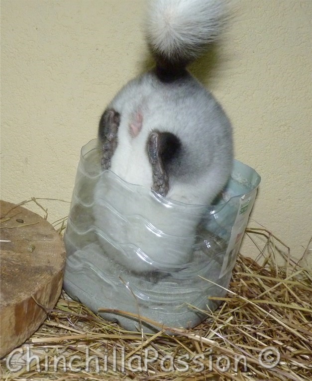 Chinchilla Wilson Ebony