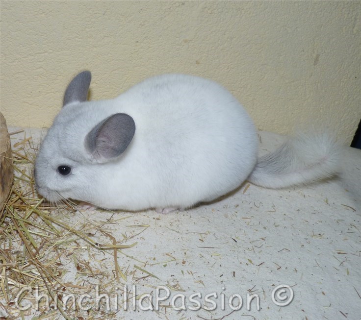 Chinchilla Blanc Wilson