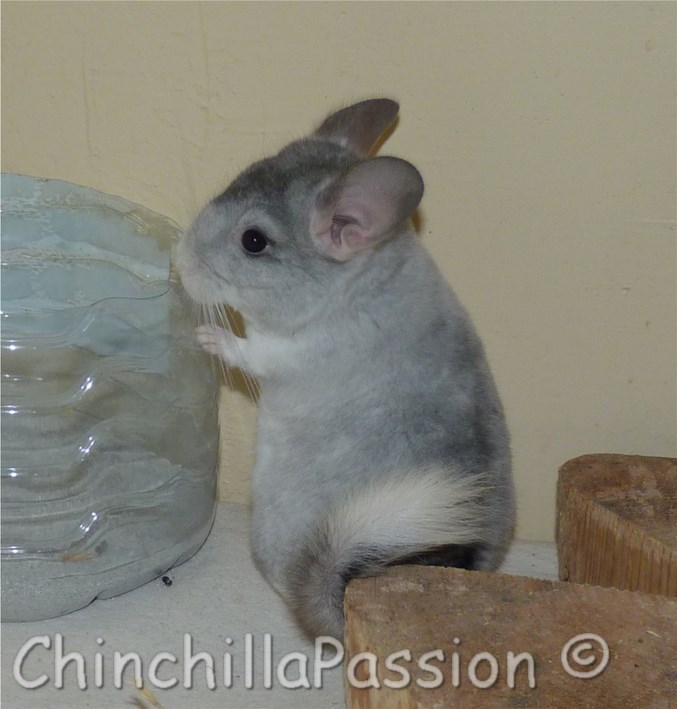 Chinchilla Wilson Ebony