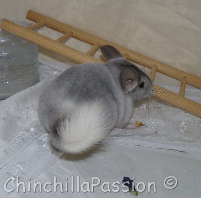 Chinchilla Wilson Ebony