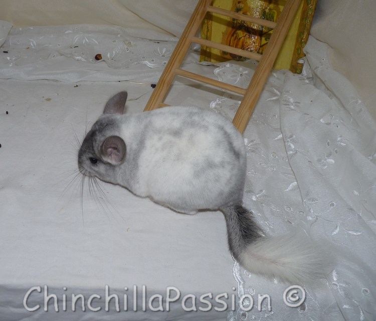 Chinchilla Wilson Ebony