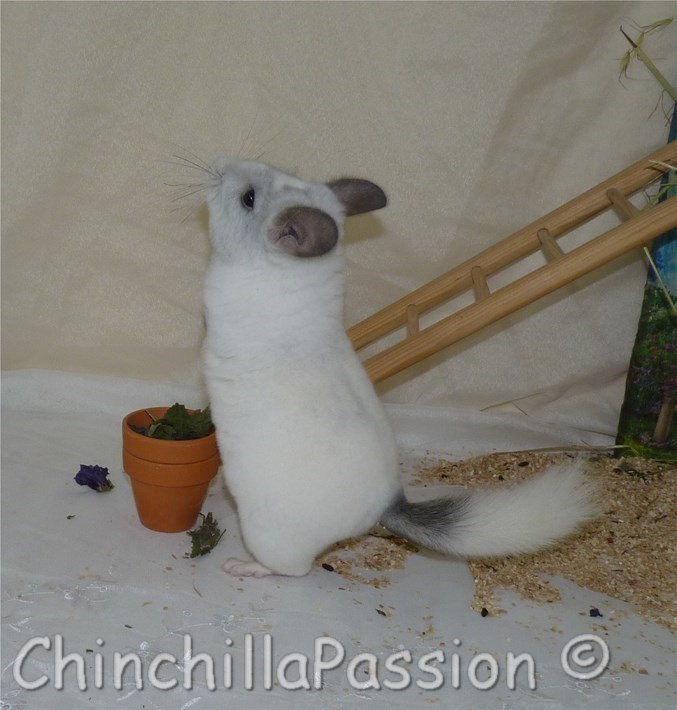 Chinchilla Blanc Wislon