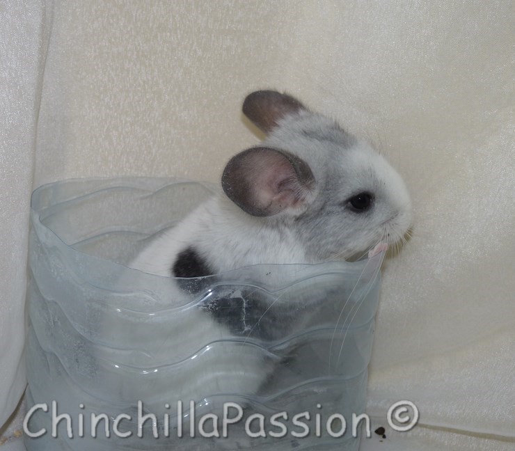 Chinchilla Wilson spoté