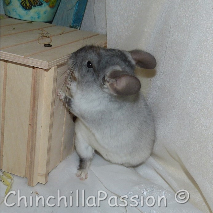 Chinchilla Wilson Ebony