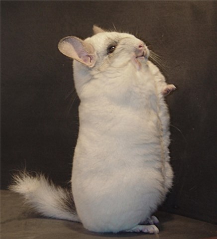 chinchilla