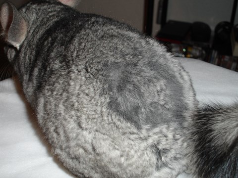 Fur Chewing chinchilla