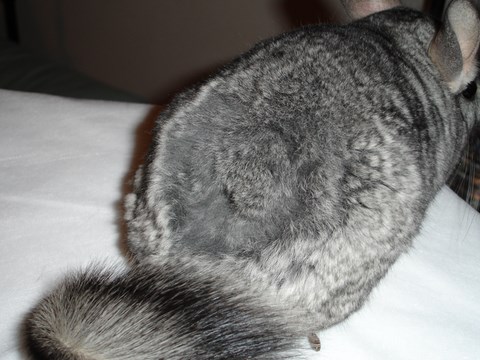 Fur Chewing chinchilla