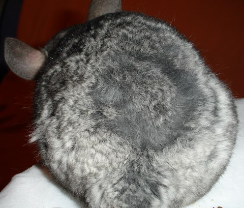 Fur Chewing chinchilla