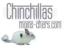 Chinchillas moins chers