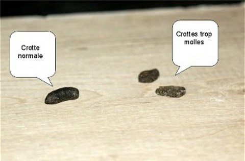 Crottes molles du chinchilla