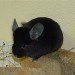 Chinchilla Ebony extra dark