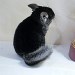 Chinchilla Black Velvet