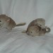 Trio De Jeunes Chinchillas Beige Tower