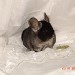 Chinchilla Ebony Velvet