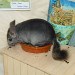 Chinchilla Ebony clair