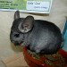 Chinchilla Ebony Clair