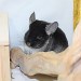 Chinchilla Black Velvet