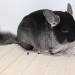 Chinchilla Black Velvet