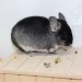 Chinchilla Black Velvet