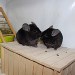 Chinchillas Ebony extra dark