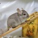 Chinchilla Beige Tower